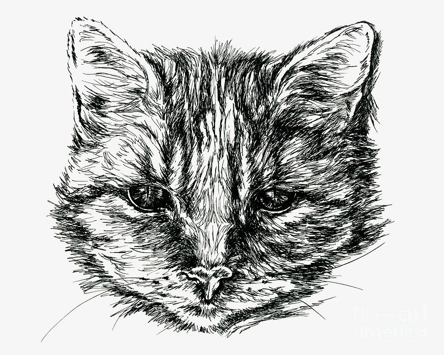 Tabby Cat Portrait in Ink Drawing by MM Anderson
