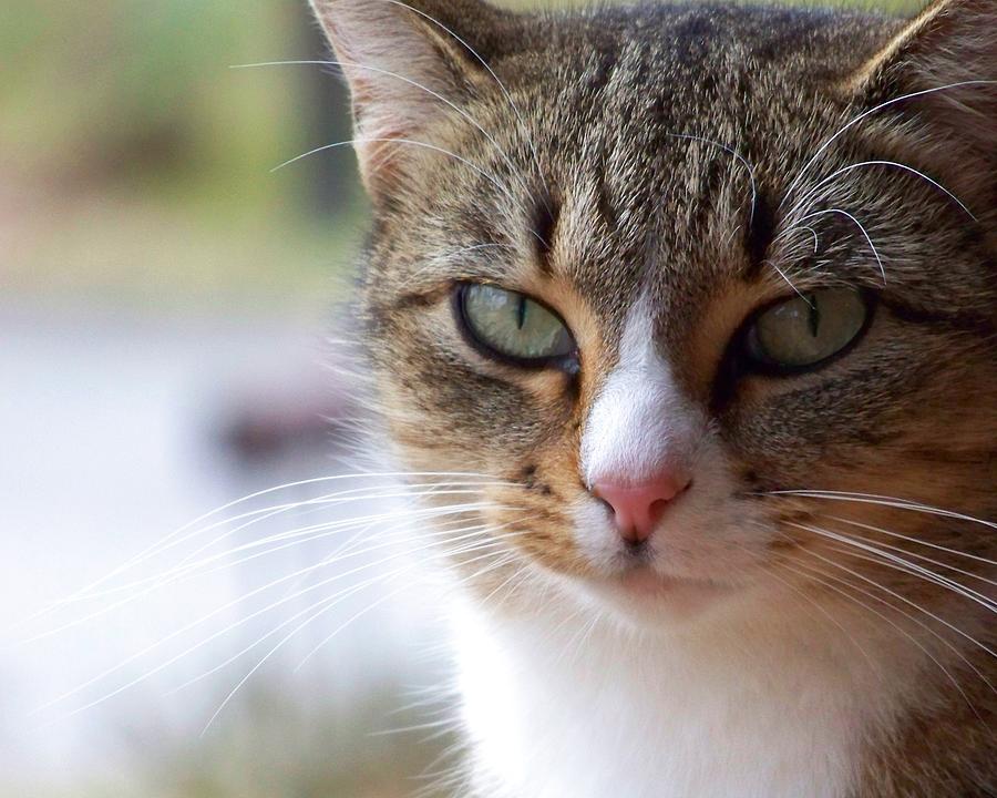 Tabby Cat Portrait Photograph by Jai Johnson