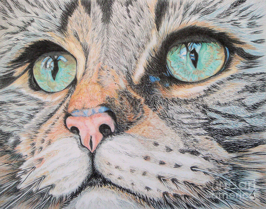 Tabby Cat Drawing by Yvonne Johnstone