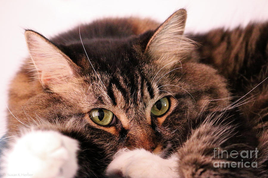 Tabby Eyes Photograph by Susan Herber