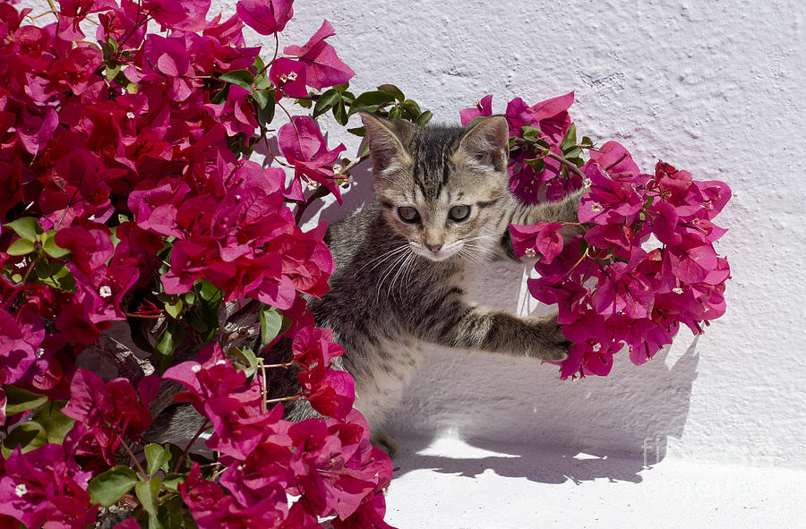 Tabby kitten flowers Photograph by Mikehoward Photography