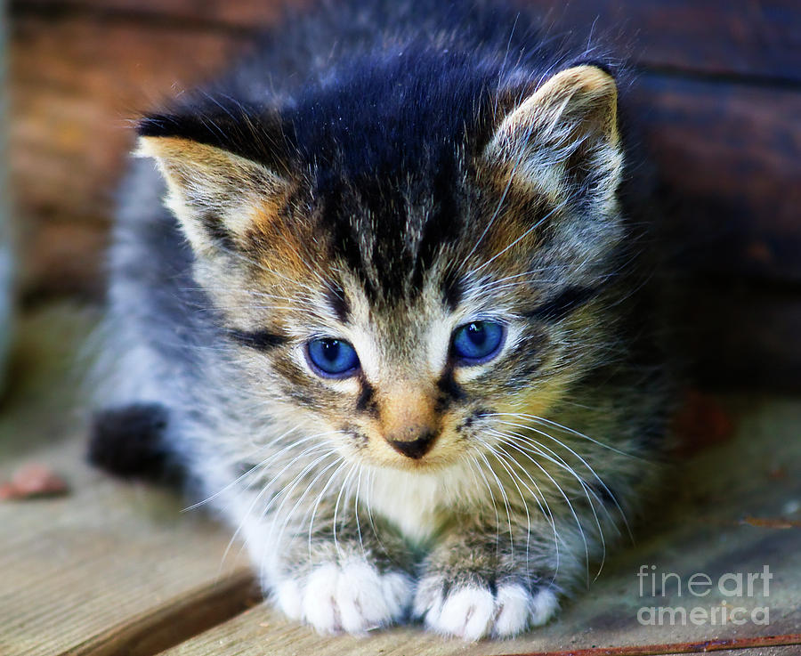 Tabby Kitten Photograph by Jill Lang