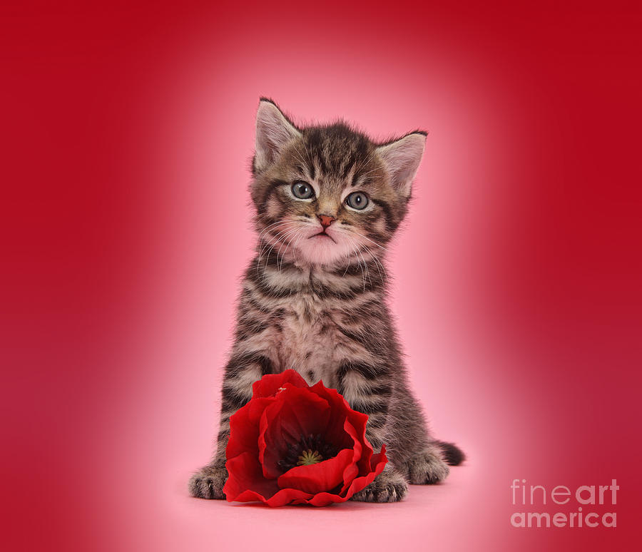 Tabby Kitten Love Photograph by Warren Photographic