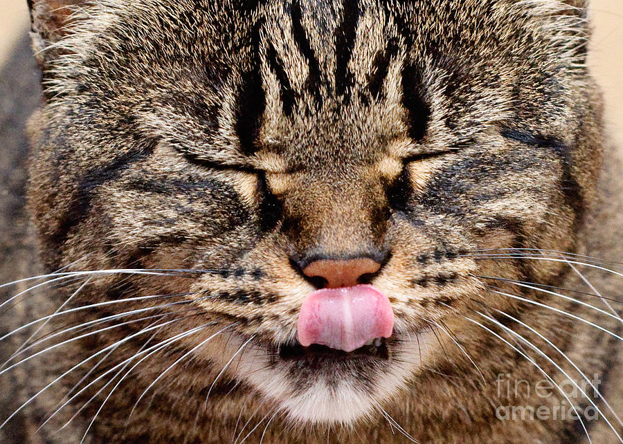 Tabby Kitty Cat Cute Funny Face Photograph by Andee Design - Fine Art  America