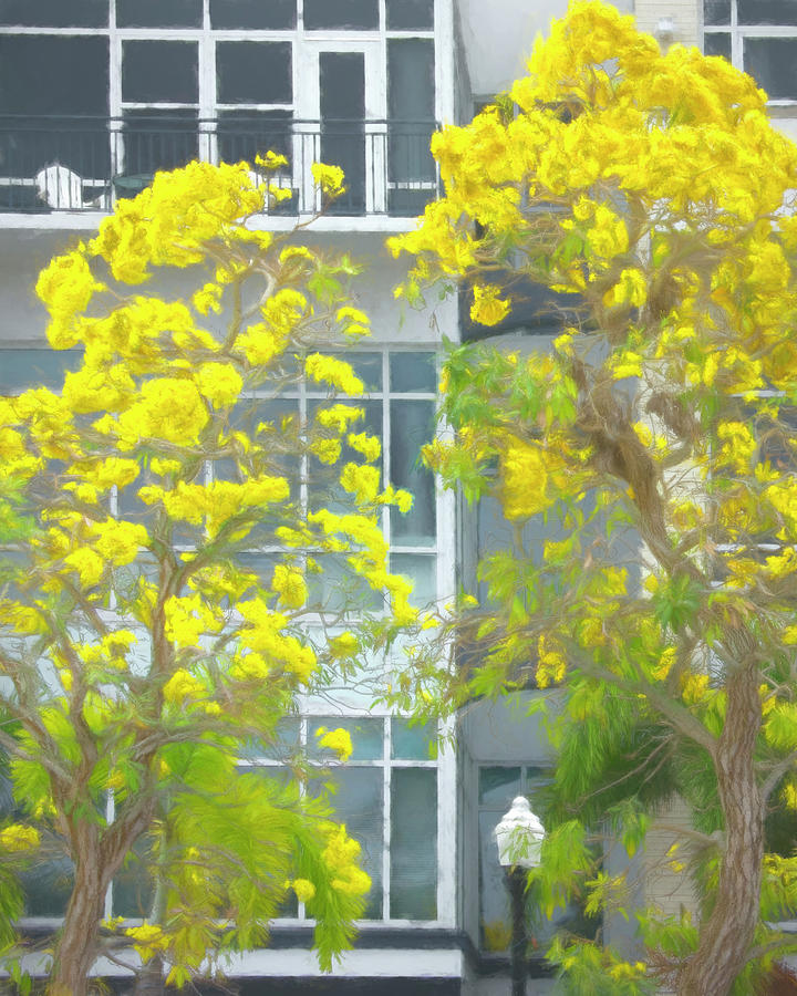 Tabebuia Trees Say Its Spring in Punta Gorda Photograph by Mitch Spence