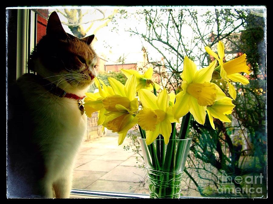 Tabitha Admiring the Daffodils Photograph by Joan-Violet Stretch