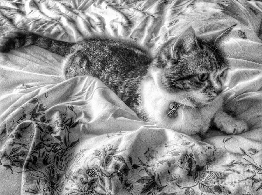 Tabitha in Greyscale Photograph by Joan-Violet Stretch