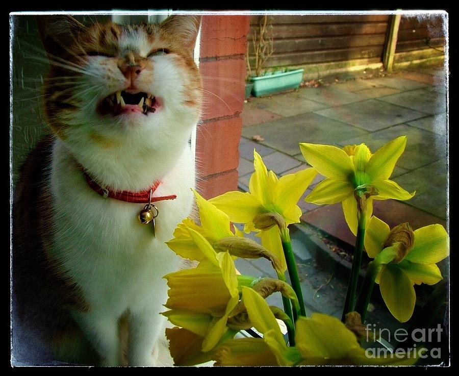 Tabitha Sneezes at My daffodils Photograph by Joan-Violet Stretch