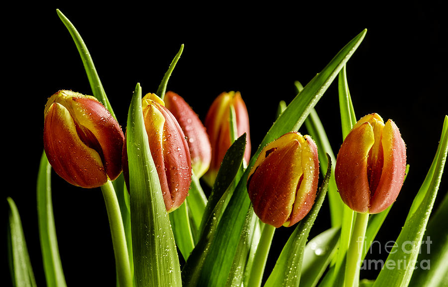 Table Top Tulips Photograph by Nick Boren