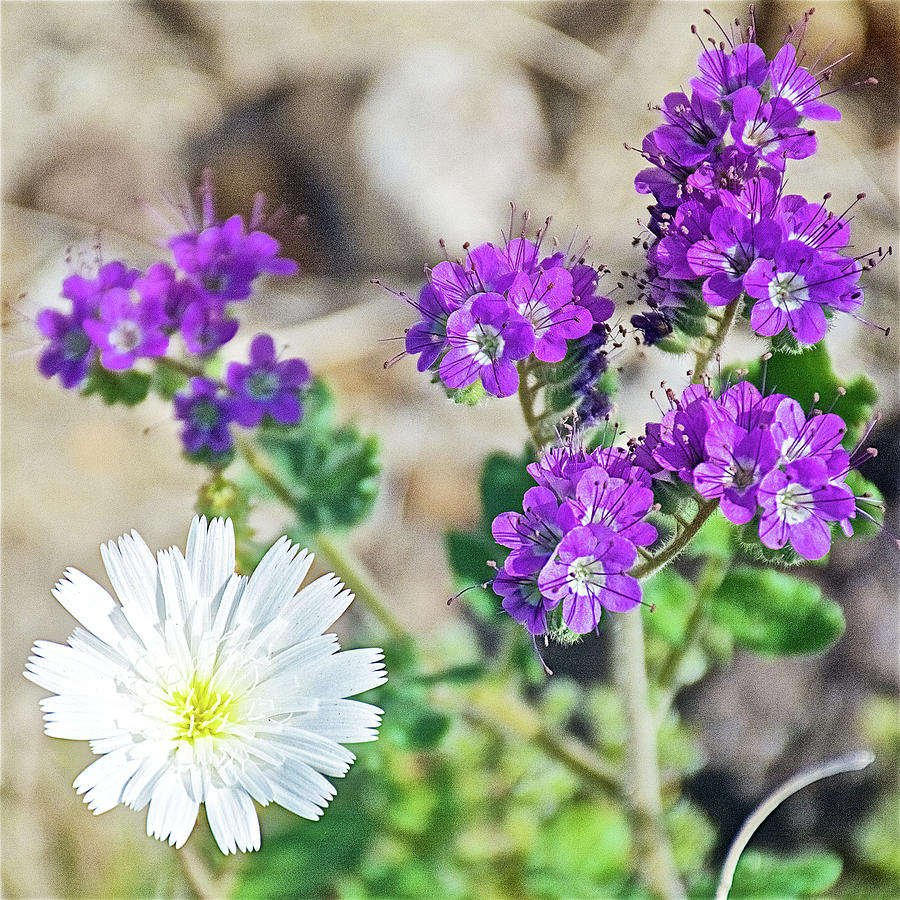Tackstem and Notch-leaved Phacelia in Anza-Borrego State Park-California  Photograph by Ruth Hager