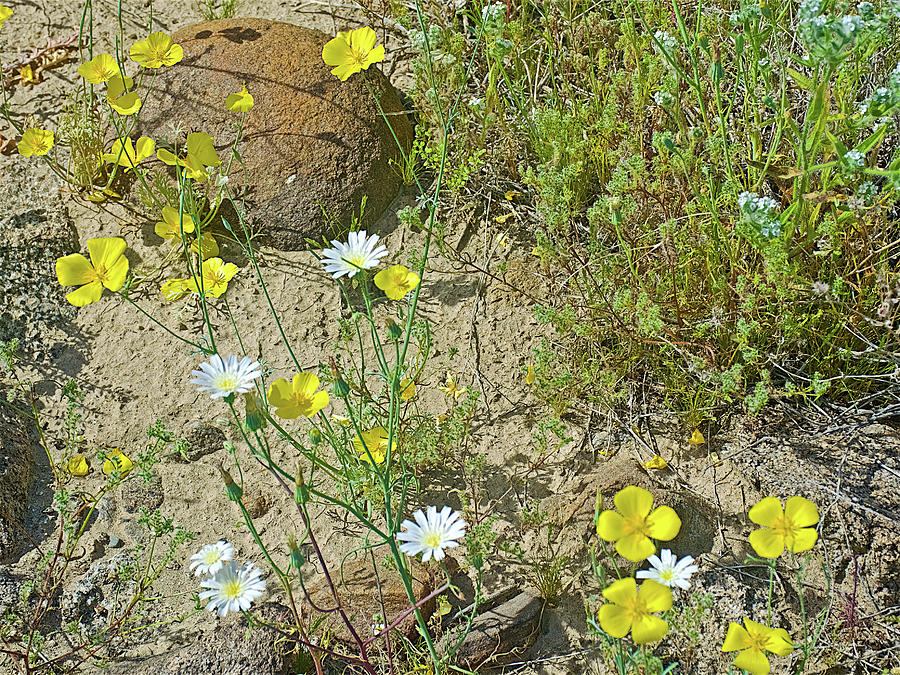 Tackstem, Little Gold Poppies and Popcorn Flowers in Anza-Borrego State Park-California  Photograph by Ruth Hager