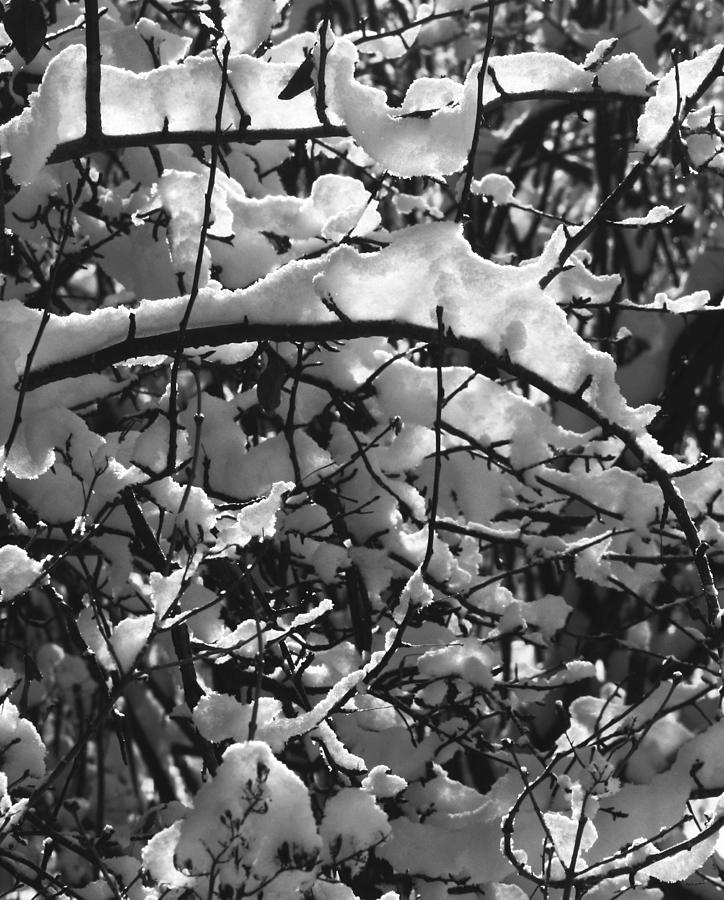 Tactu Gelida Translucentia Photograph by Terrance DePietro