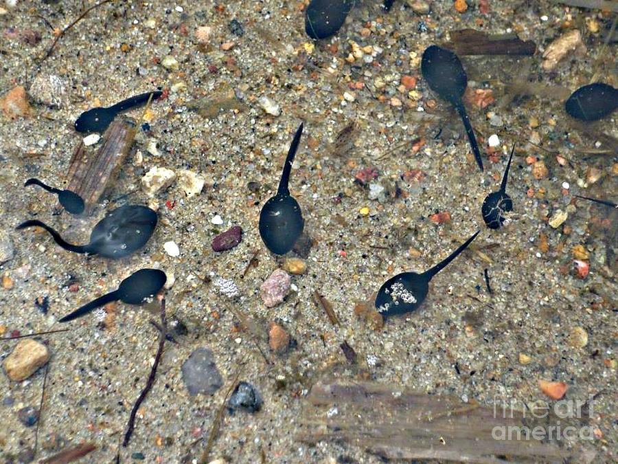 Tadpoles Photograph by REA Gallery