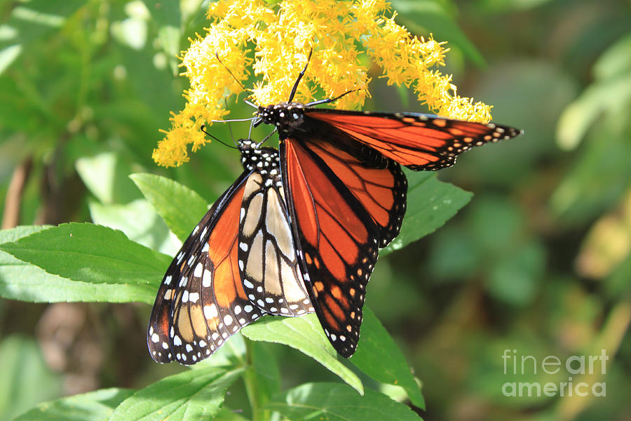 Butterfly Photograph - Tag Team Monarchs by Cathy Beharriell