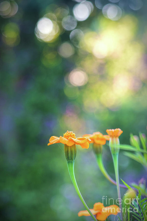 Tagetes Dawn Photograph by Tim Gainey