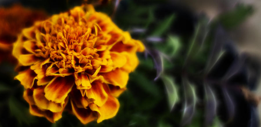 Tagetes Photograph by Gregg Ott