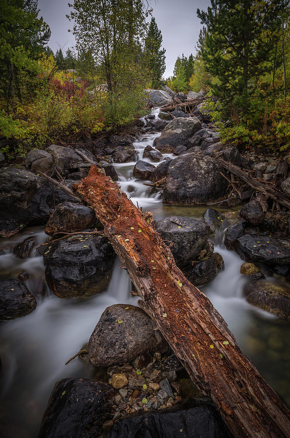 Taggert Creek Waterfall Log Photograph by Scott McGuire