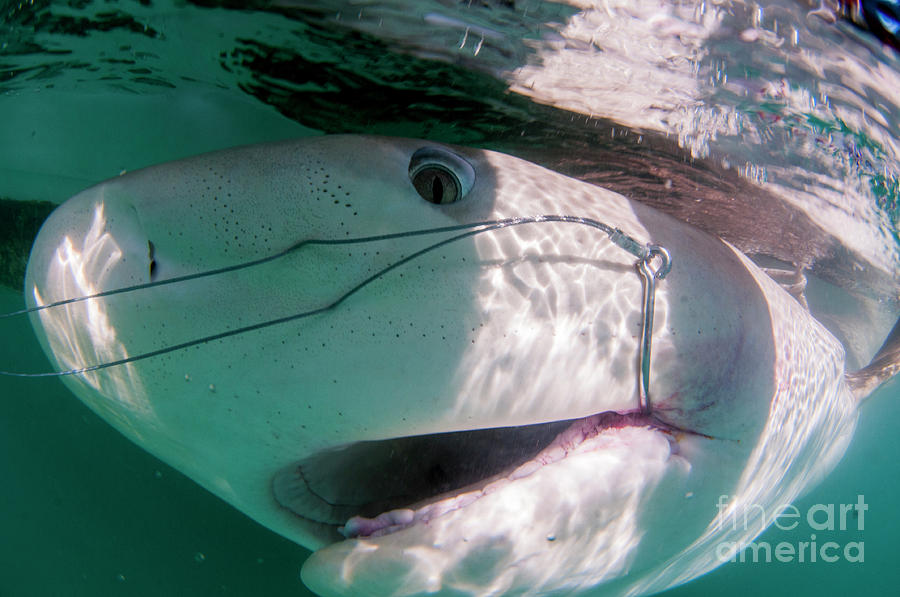 tagging a sandbar shark Carcharhinus plumbeus Photograph by Hagai Nativ