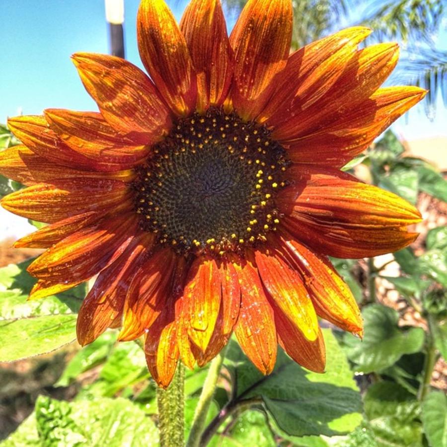 Sunflower Photograph - #tagsforlikes #tflers #likes4likes by Mari Winter