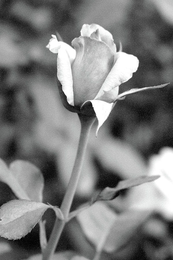 Tahitian Sunset 10 - Rose - BW - Water Paper Photograph by Pamela Critchlow