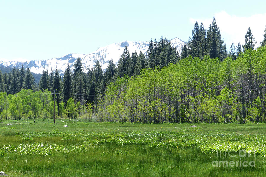 Tahoe Alpine Meadow Photograph by Paula Joy Welter