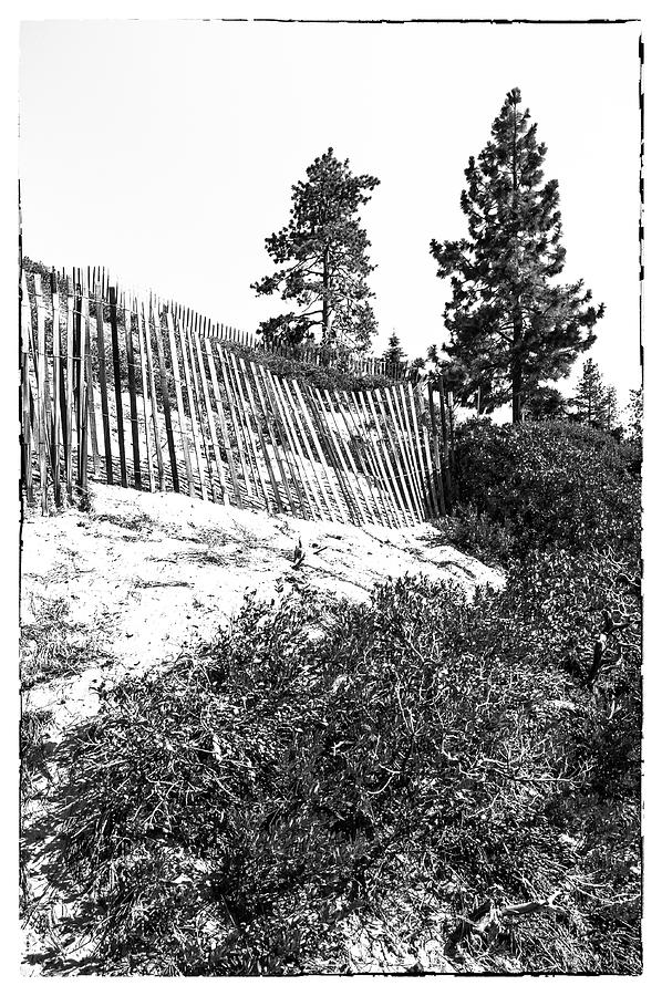 Tahoe Dune BW Photograph by Ginger Stein
