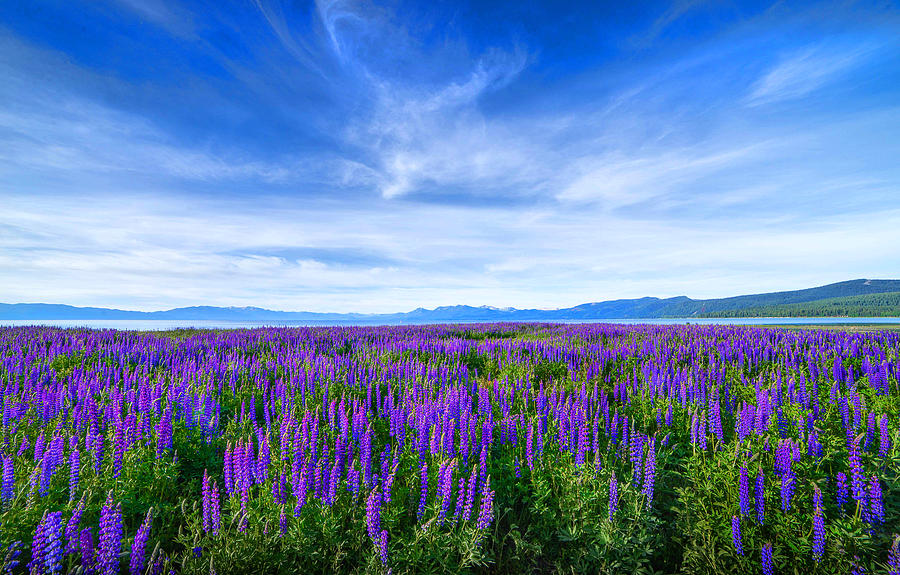 Tahoe Lupines Photograph by Janet  Kopper