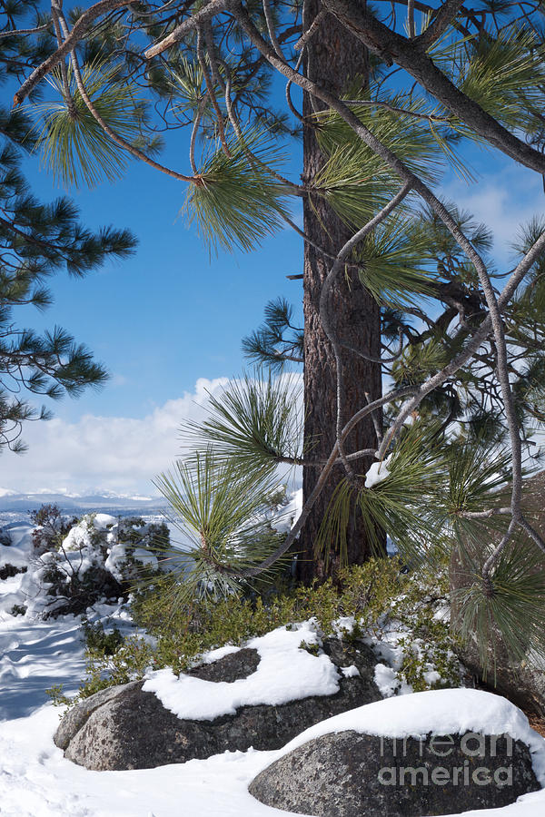 Tahoe Pines in Winter by Vinnie Oakes Tahoe Pines in Winter by Vinnie Oakes