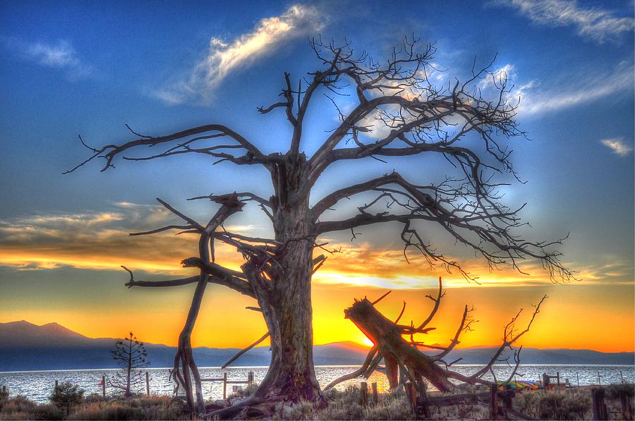 Tahoe Sunset Behind Dead Tree Photograph by Bruce Friedman