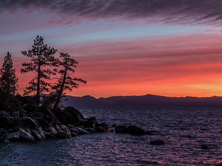 Tahoe sunset trees Photograph by Martin Gollery