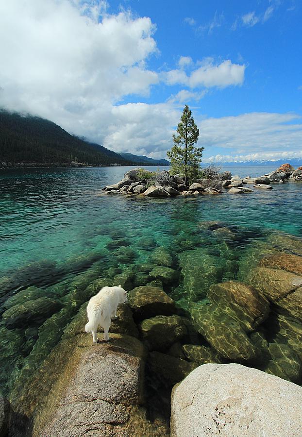 Tahoe Tap ...Nectar of The Gods Photograph by Sean Sarsfield