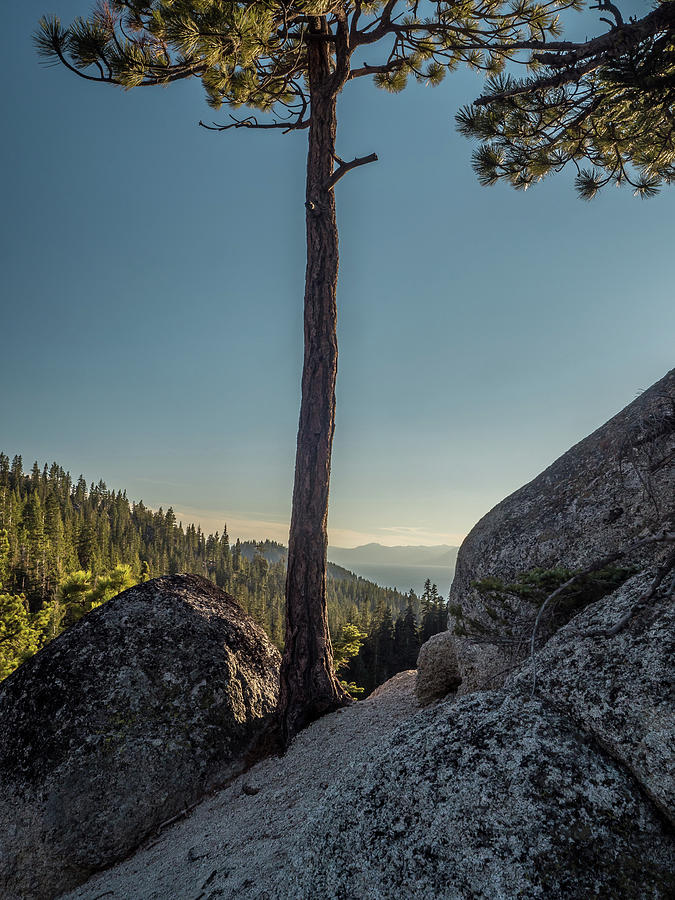 Tahoe Tree Photograph by Martin Gollery