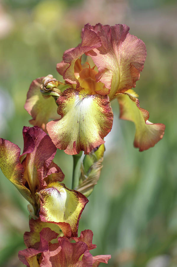 Taholah. The Beauty of Irises Photograph by Jenny Rainbow