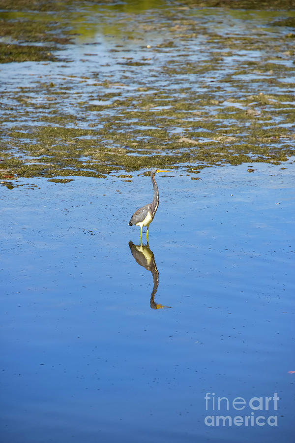 Tri-Colored Heron with Reflection Photograph by Bob Phillips