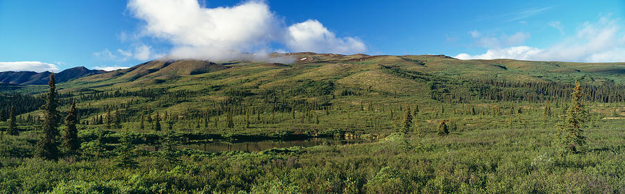 Denali National Park Photograph - Taiga Forest In Denali National Park by Panoramic Images