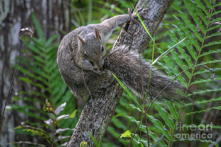 Tail-Biting Squirrel Photograph by Tom Claud