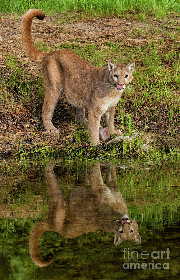 Tail Curl Reflection Photograph by Art Cole
