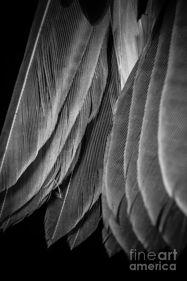 Feather Photograph - Tail Feathers Abstract by Edward Fielding