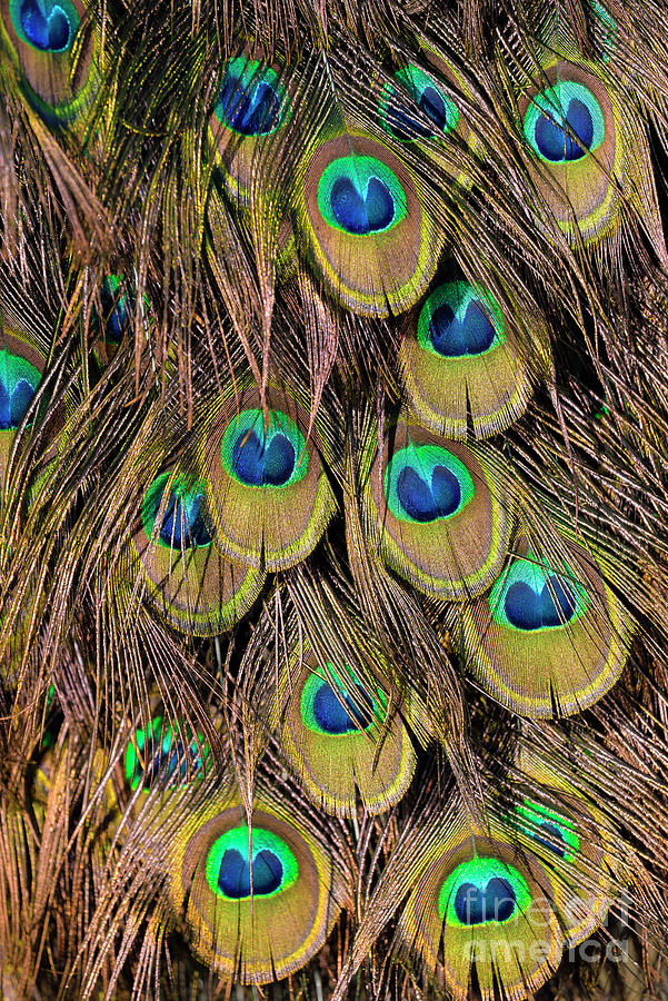 Peacock Photograph - Tail feathers of peacock by George Atsametakis