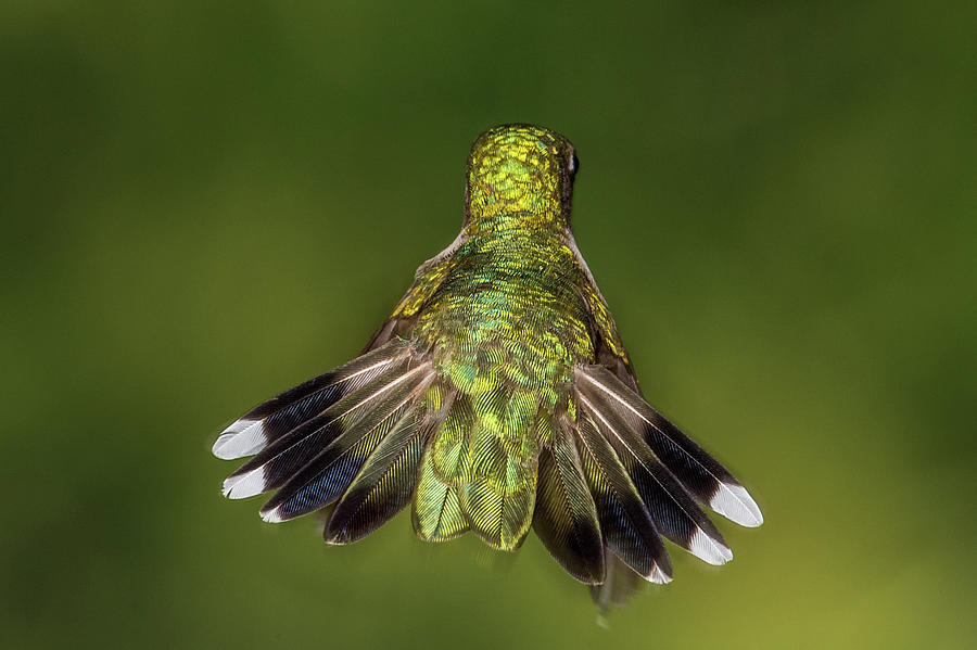 Tail Feathers Photograph by Paul Freidlund