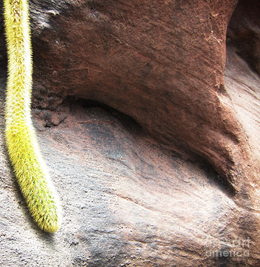 Tail of the Cactus Photograph by Robert Knight