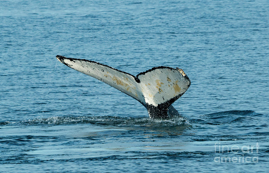 Tail of the Whale Photograph by Michael Dawson