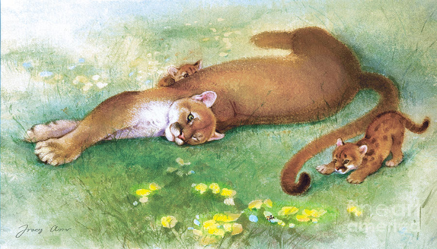 Mountain Lions, Pumas, Cougars Painting by Tracy Herrmann