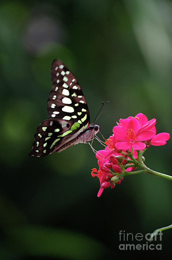 Tailed Jay Butterfly -Graphium agamemnon- on pink flower Photograph by Rick Bures