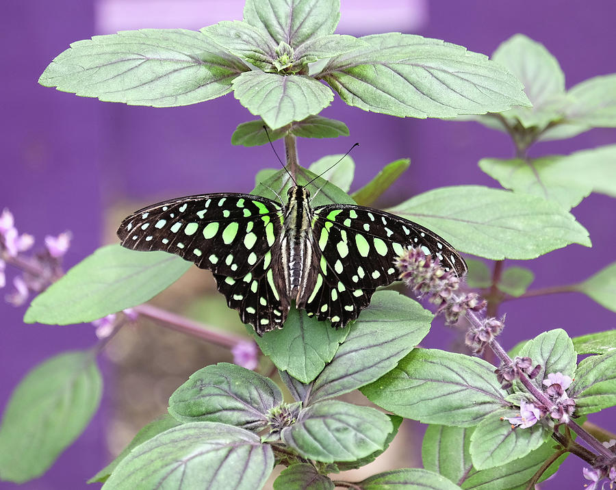 Tailed Jay butterfly in puple Photograph by Ronda Ryan
