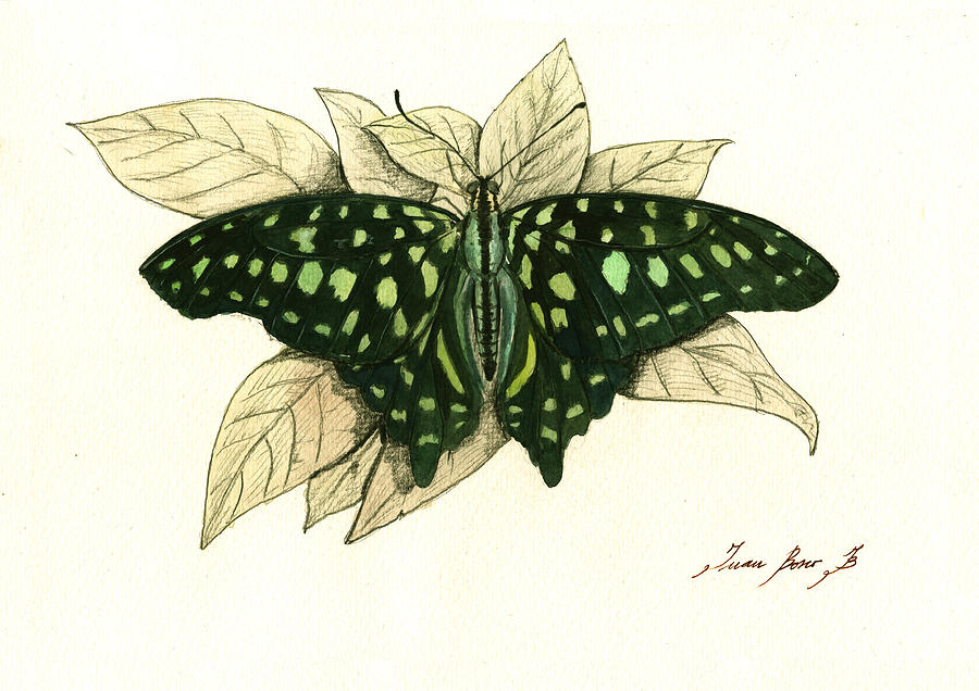 Butterfly Painting - Tailed jay butterfly by Juan Bosco