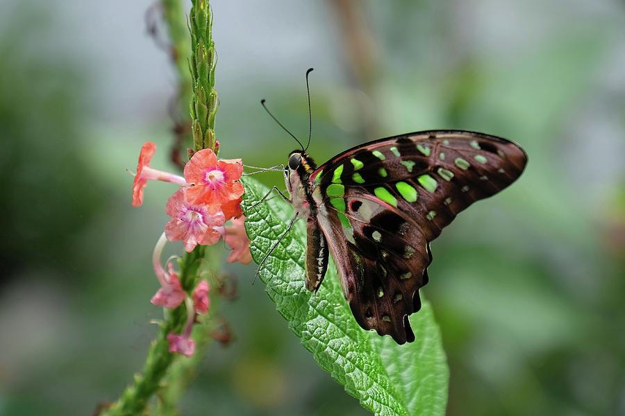 Tailed Jay butterfly4 Photograph by Ronda Ryan