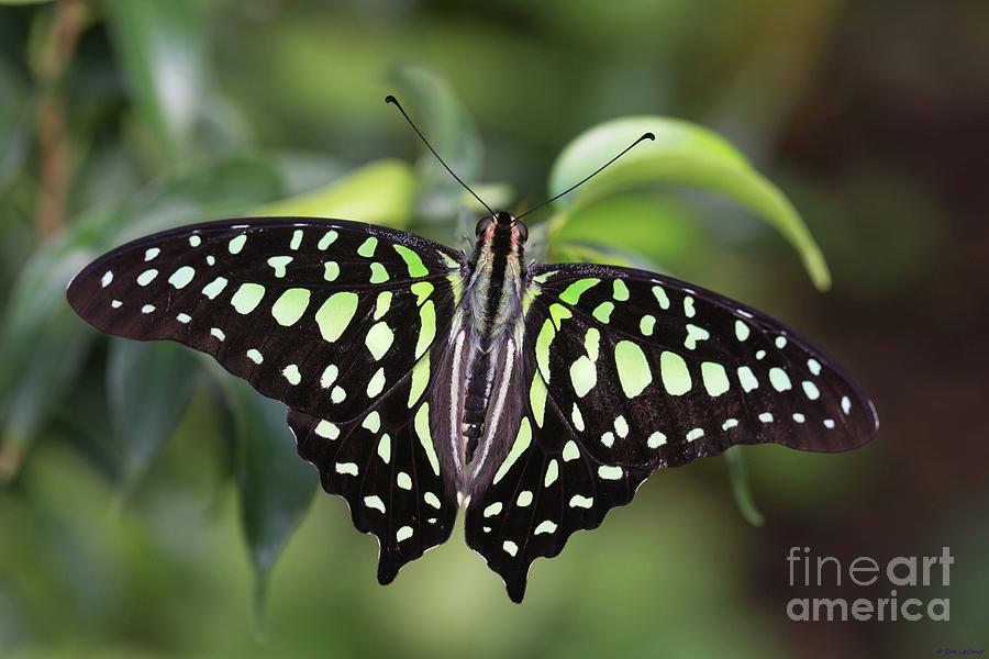 Tailed Jay Photograph by Eva Lechner