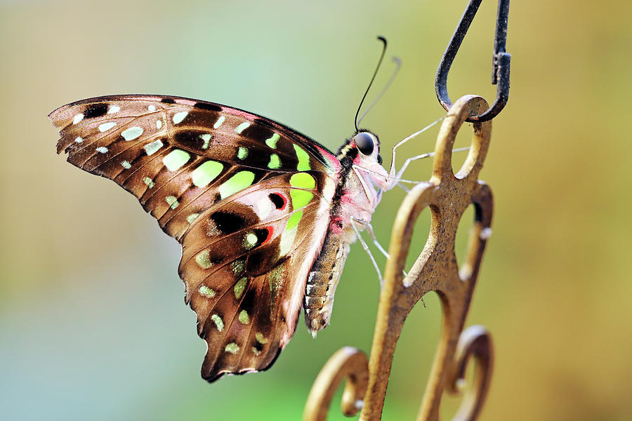 Tailed Jay Photograph by Grant Glendinning
