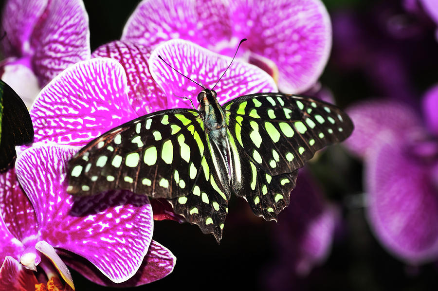Tailed Jay on Purple Orchid Photograph by Jenny Rainbow
